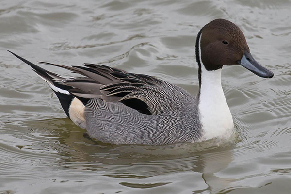 Male pintail in water