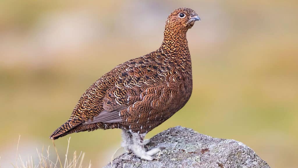 Red grouse female