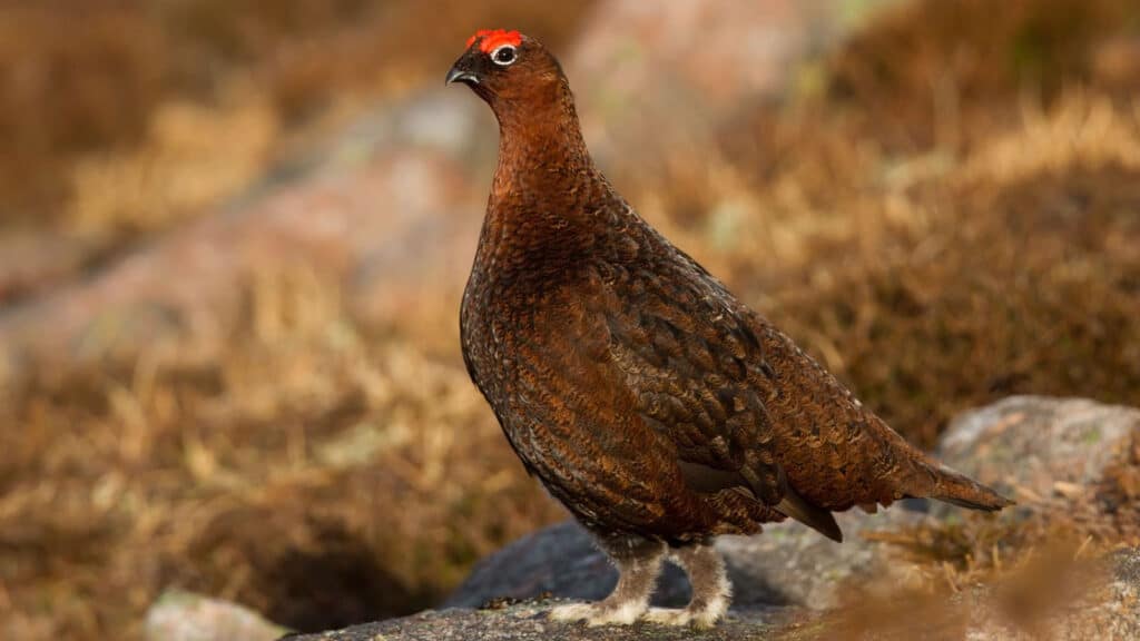 Red grouse male