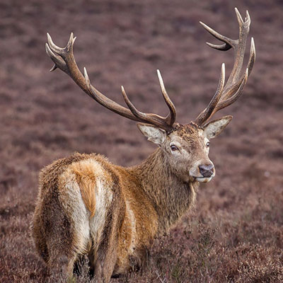 Red-stag