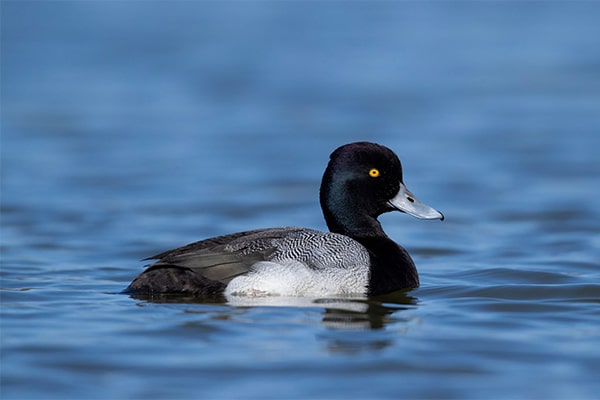 A male scaup in water