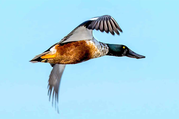 Male shoveler in flight