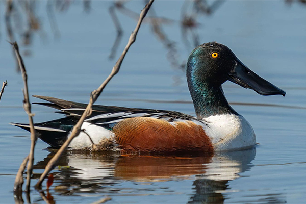 Male shoveler in water