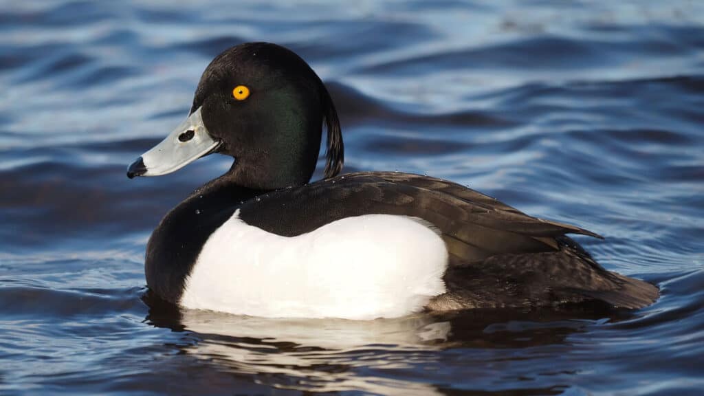 Tufted duck-male