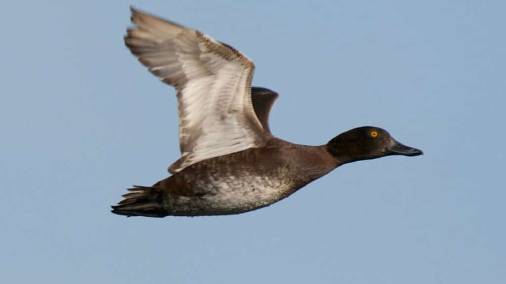 Tufted duck - female in flight