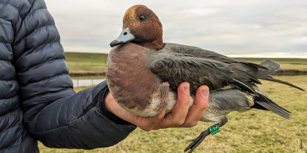 A wigeon