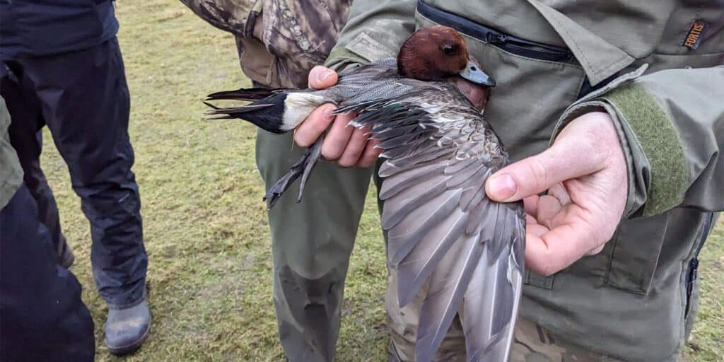 A person spreading the wing of a duck whilst holding it in their hands