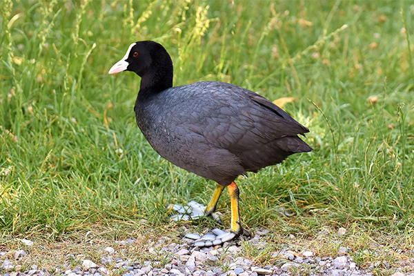 Coot standing