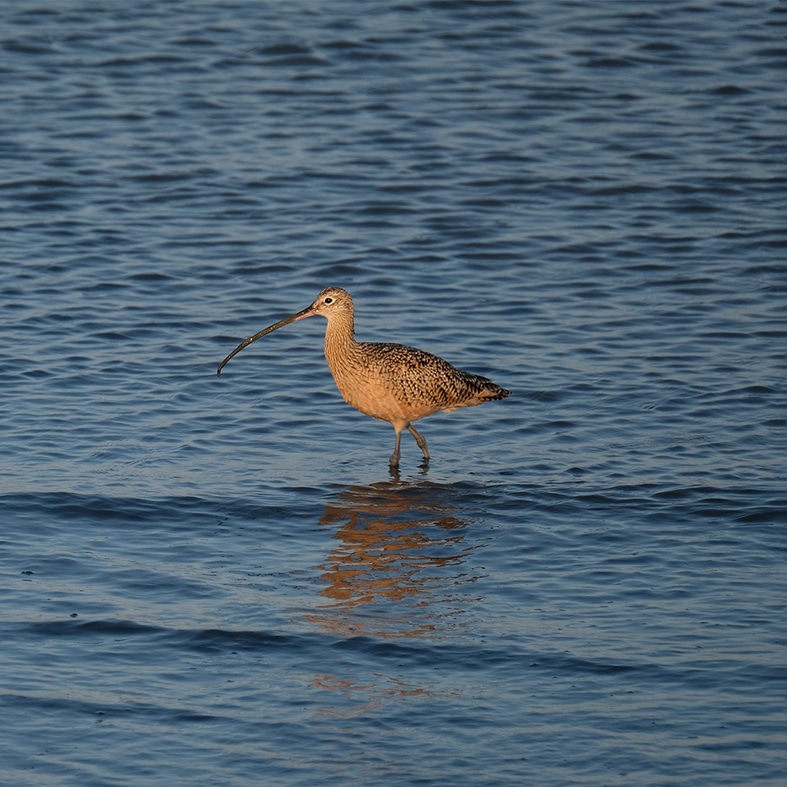 A curlew in water