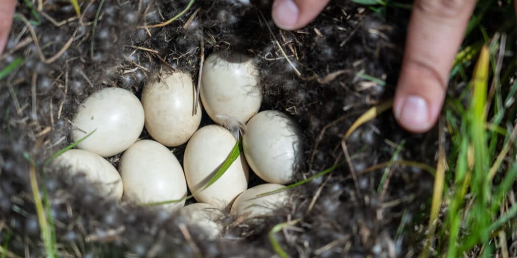 Duck eggs in a nest