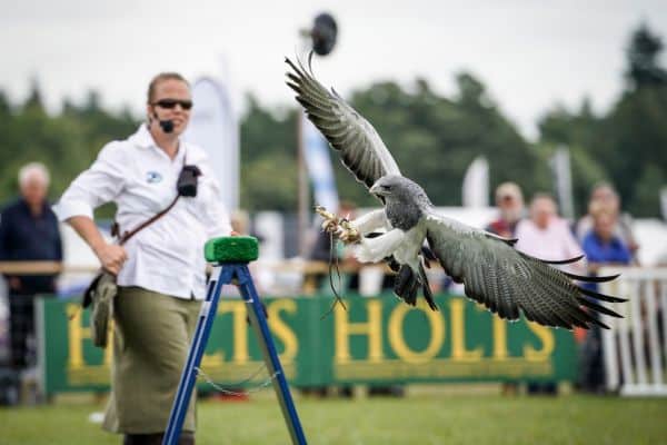 Falconry demonstration