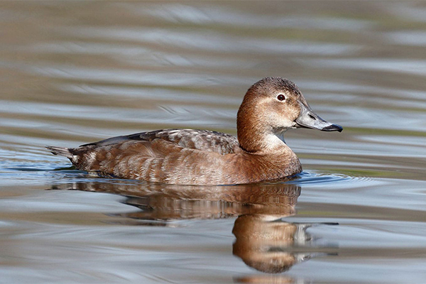 Female pochard in water