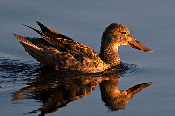 Female shoveler in water