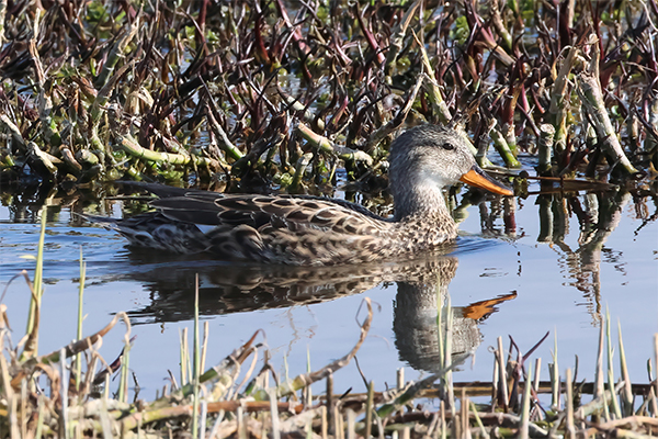 Female gadwall