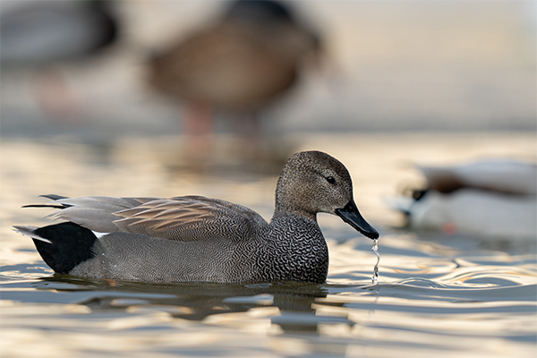 Male gadwall