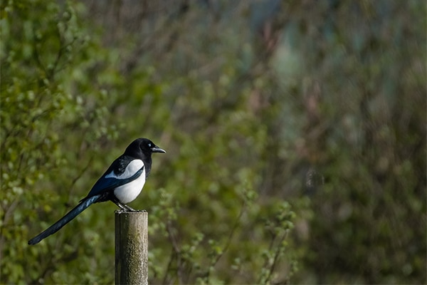 A magpie standing on a fence post