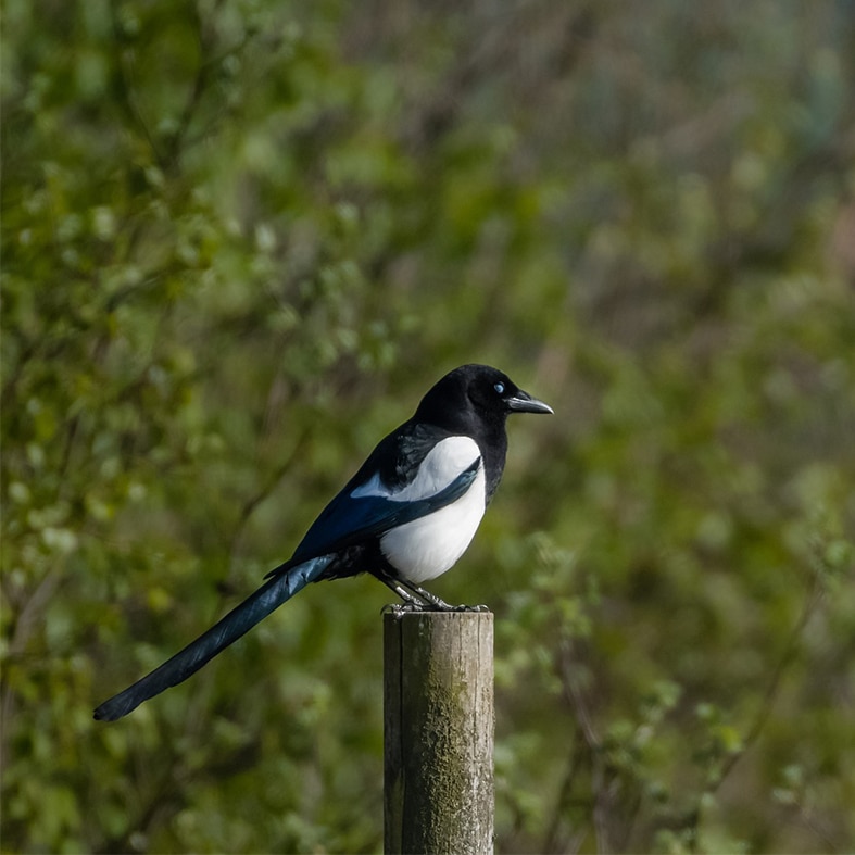 A magpie standing on a fence post