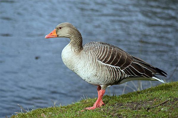 Greylag goose standing