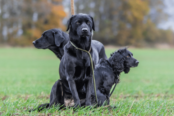 gundog insurance