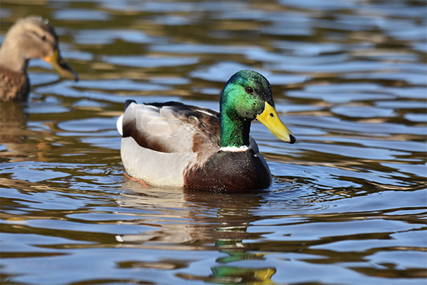 Male mallard in water