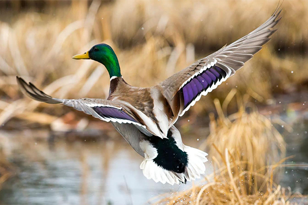 Male mallard in flight