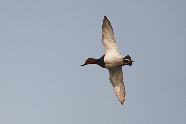 Male pochard in flight