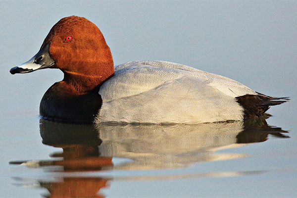 Male pochard in water