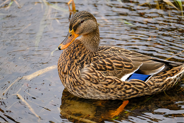 Female mallard in water