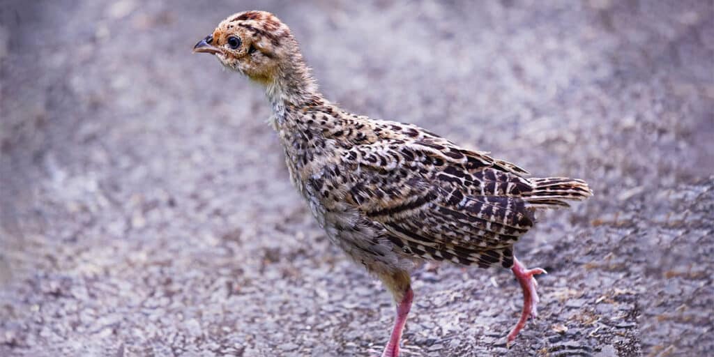 A pheasant chick