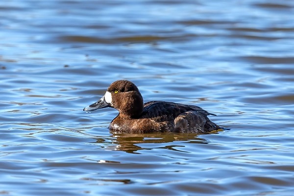 A female scaup in water