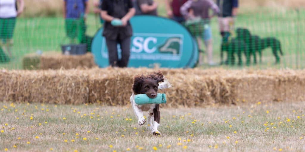 A spaniel running with a dummy in its mouth