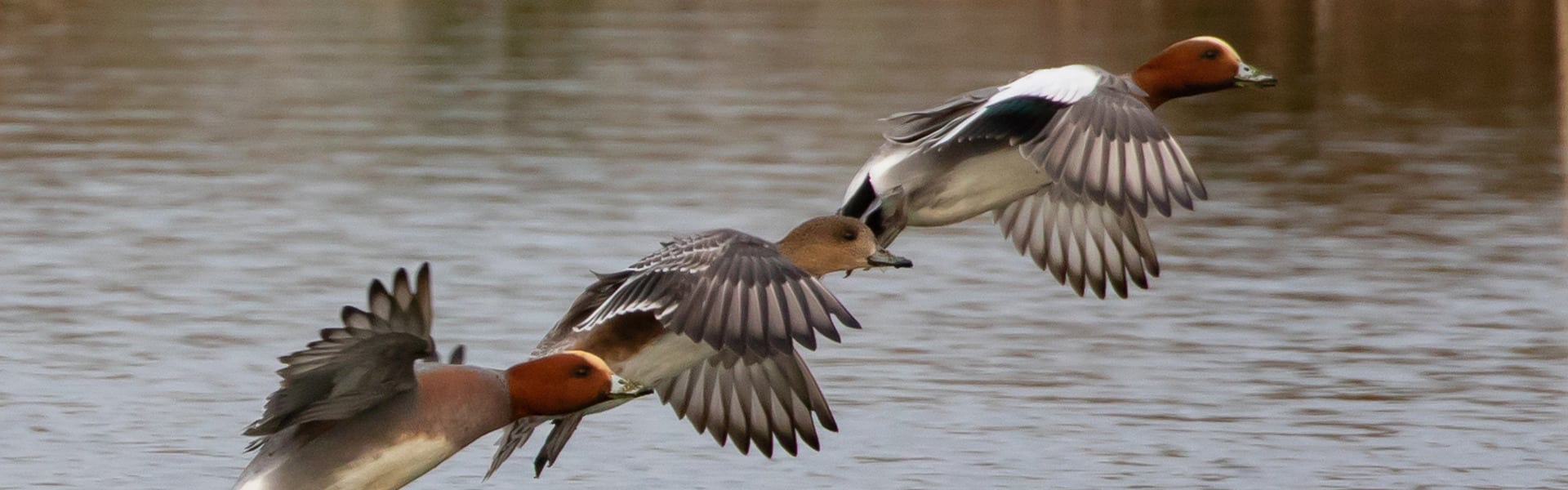 Three wigeons taking flight out of water