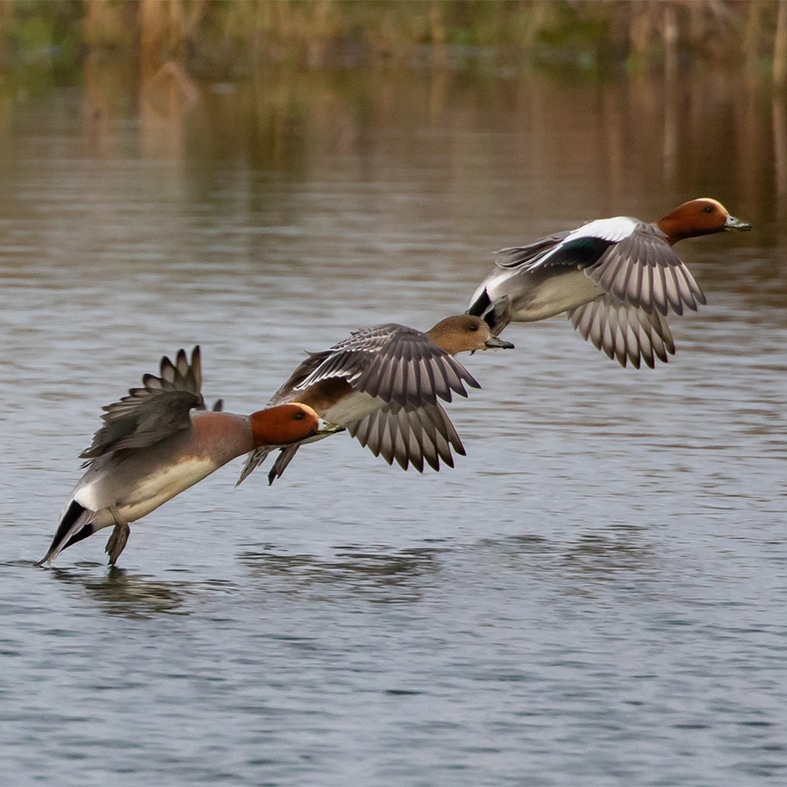 Three wigeons taking flight out of water