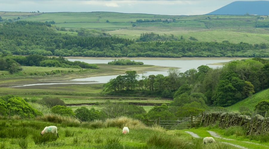 Countryside landscape with sheep