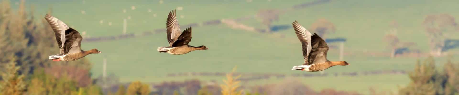 goose in flight