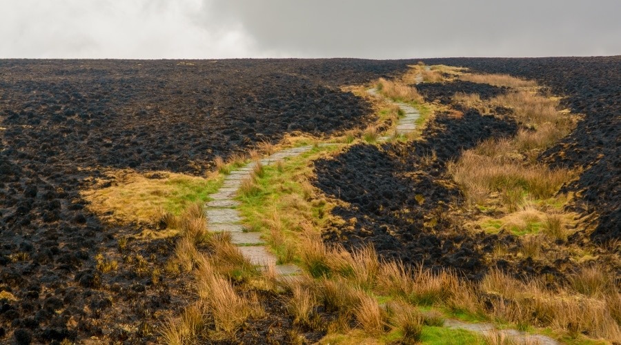 A burnt moorland