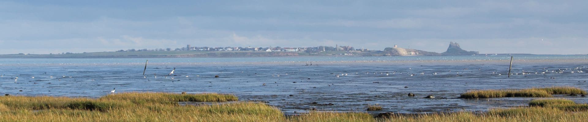 Wildfowling at Lindisfarne - an unmissable opportunity