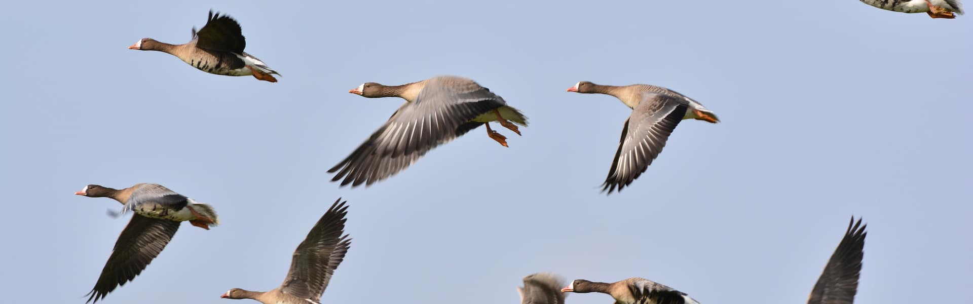 Geese in flight