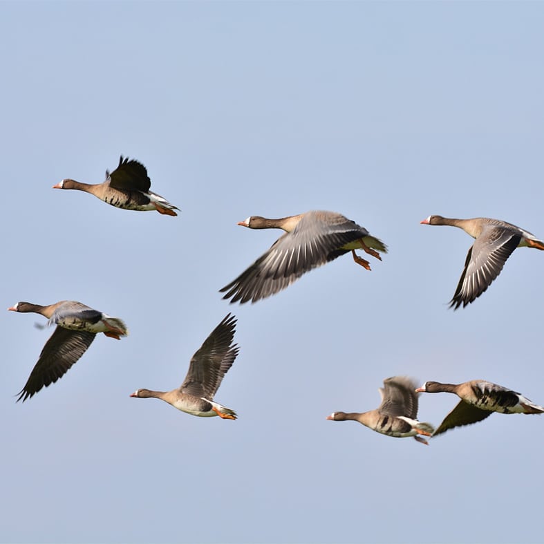 Geese in flight