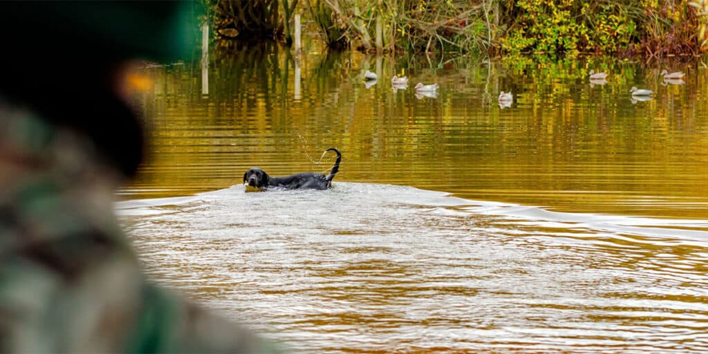 A gundog walking in water