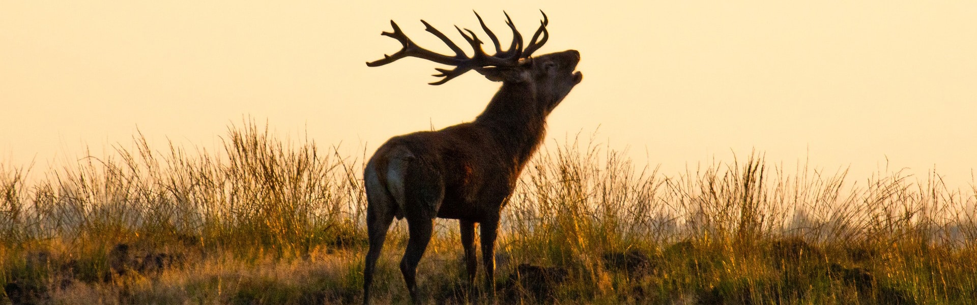 A red deer stag