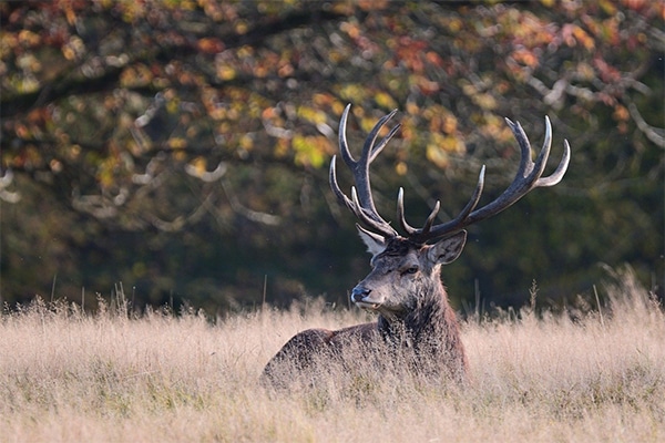A red deer stag lying in a field