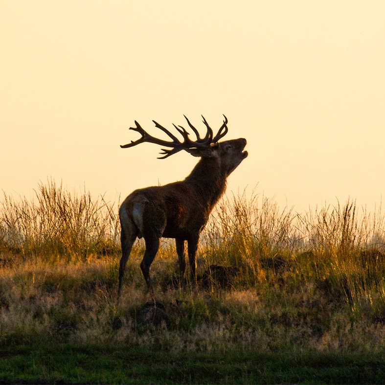 A red deer stag