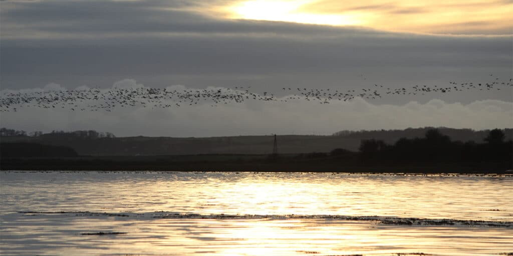 Wildfowling at Lindisfarne - an unmissable opportunity