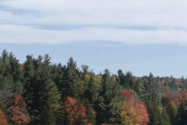 A forest
