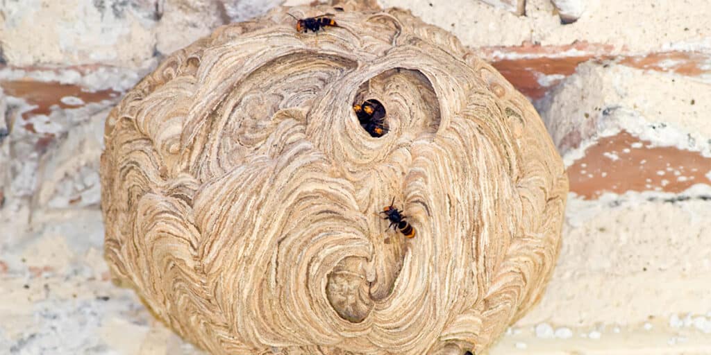 Asian hornets and their nest