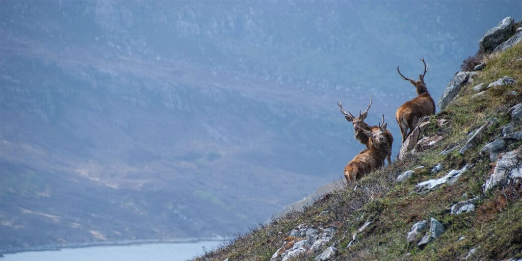 Deer on the side of a hill