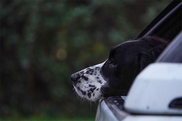 A gundog looking out of a car window
