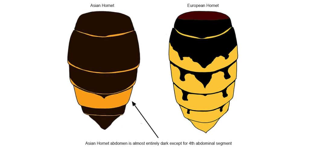 Hornet abdomen diagrams