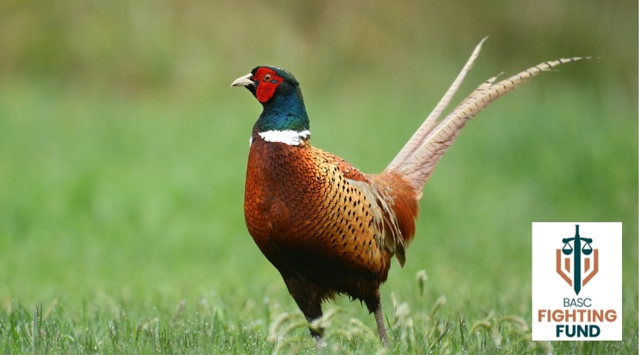 A male pheasant